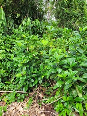 Tabernaemontana siphilitica