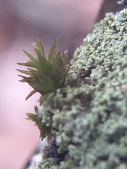 Ulota crispa