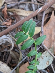 Lobelia concolor