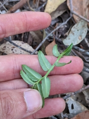 Lobelia concolor