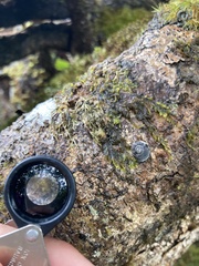 Mollusca