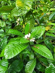 Tabernaemontana siphilitica