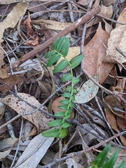 Lobelia concolor