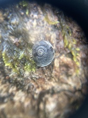 Mollusca