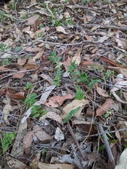 Lobelia concolor