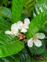 Tabernaemontana siphilitica