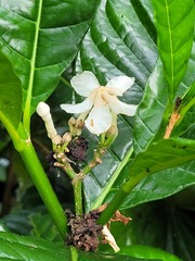 Tabernaemontana siphilitica