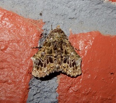 Ortopla lindsayi