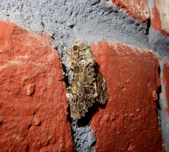 Ortopla lindsayi