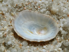 Scutellastra peronii