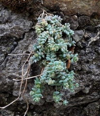 Sedum dasyphyllum