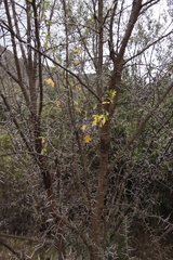 Heteromorpha arborescens