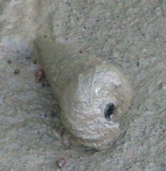 Telescopium telescopium