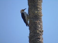 Melanerpes candidus