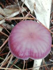 Marasmius haematocephalus