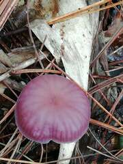 Marasmius haematocephalus