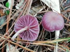 Marasmius haematocephalus