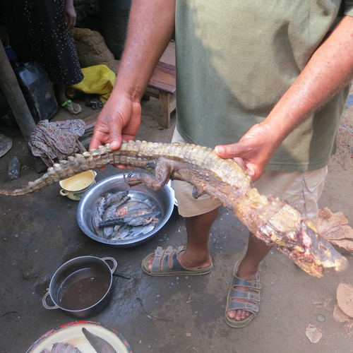 Dwarf Crocodile