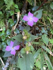 Sarcopyramis napalensis delicata