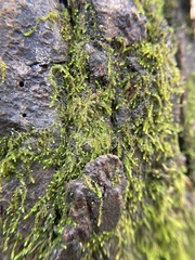 Cryphaea heteromalla