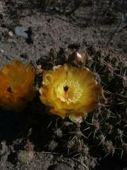 Maihueniopsis ovata