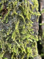 Cryphaea heteromalla