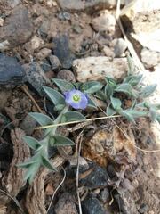 Evolvulus sericeus elongatus