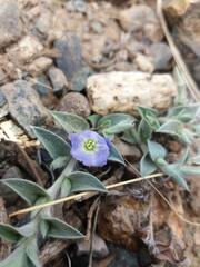 Evolvulus sericeus elongatus