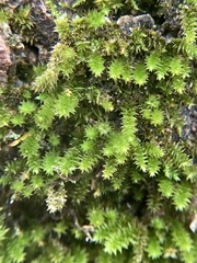 Forsstroemia trichomitria