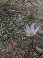 Zephyranthes jamesonii