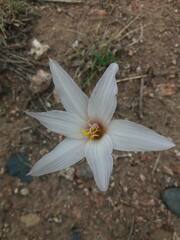 Zephyranthes jamesonii