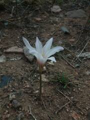 Zephyranthes jamesonii