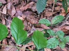 Erythrolamprus typhlus