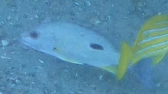 Lutjanus russellii