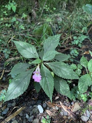 Impatiens uniflora