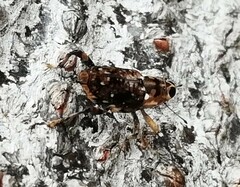 Zygops