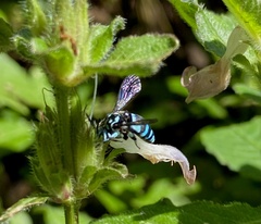 Thyreus himalayensis