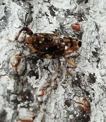Zygops