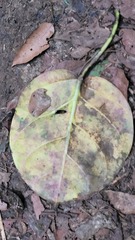 Cynanchum subpaniculatum