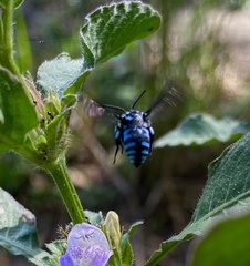 Thyreus himalayensis