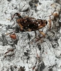 Zygops