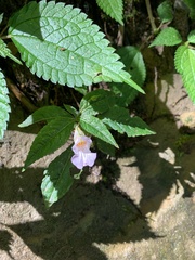 Impatiens uniflora