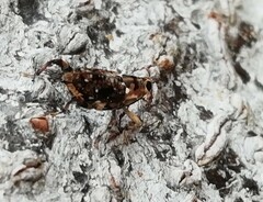 Zygops