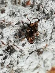 Zygops