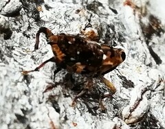 Zygops