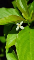 Chomelia tenuiflora