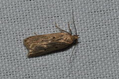 Acompsia tripunctella