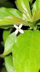 Chomelia tenuiflora