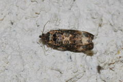 Endothenia