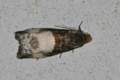 Notocelia cynosbatella
